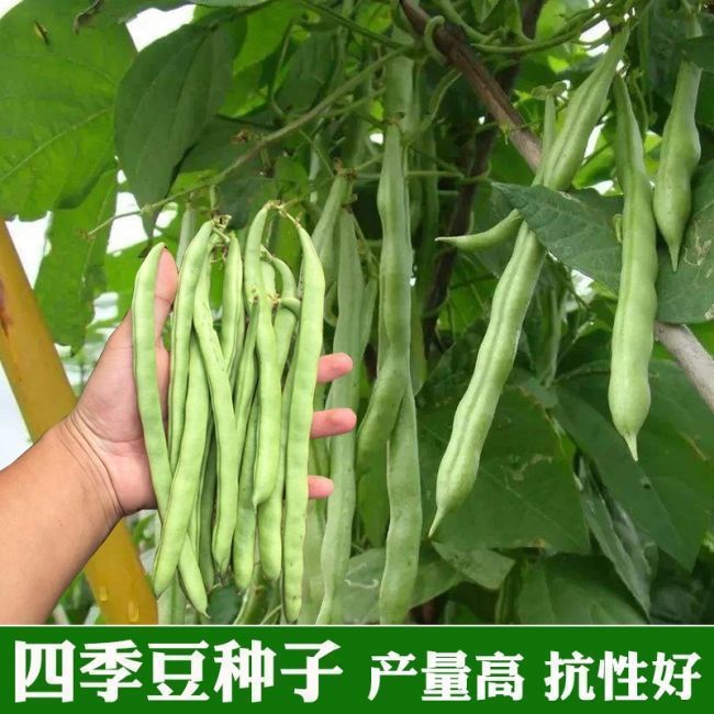 红花四季豆种子高产无筋豆角种子架豆芸豆种子农家四季播蔬菜种子
