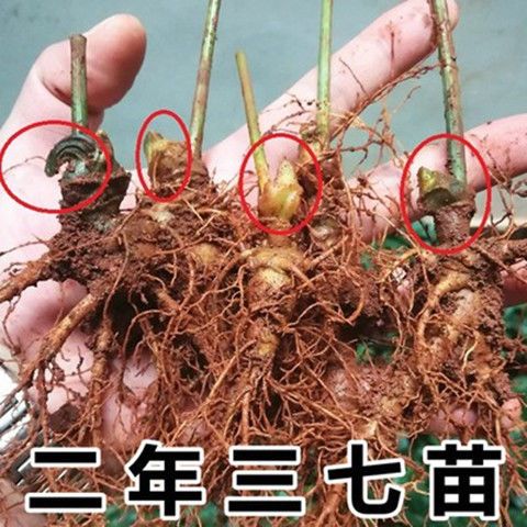 云南文山二年生三七田七活三七植物盆栽新鲜包邮