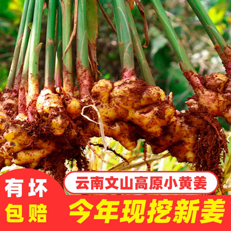 105847-云南罗平农家特级糖醋嫩姜小黄姜批发嫩生姜新鲜腌制子姜现挖老姜-详情图