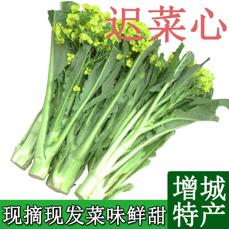 正宗增城小楼迟菜心新鲜蔬菜清甜青菜现摘现发直发包邮特产高脚菜