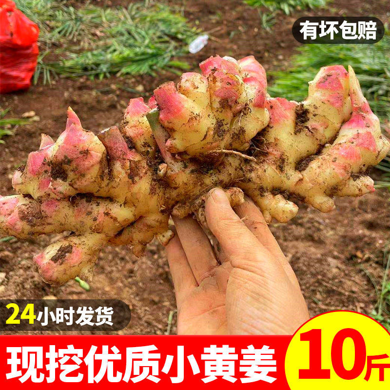 105847-云南罗平农家特级糖醋嫩姜小黄姜批发嫩生姜新鲜腌制子姜现挖老姜-详情图