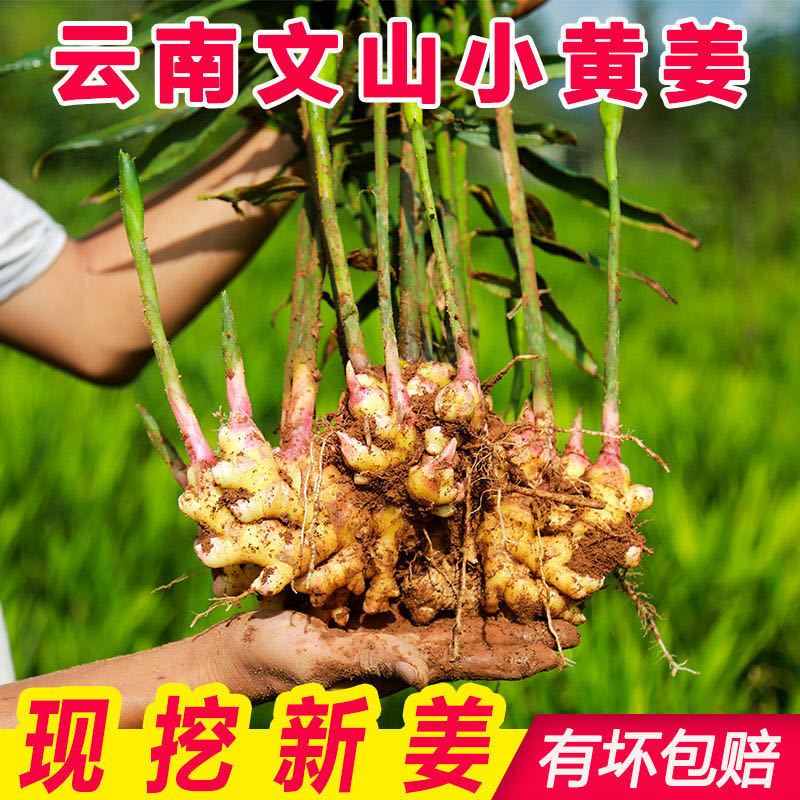 105847-云南罗平农家特级糖醋嫩姜小黄姜批发嫩生姜新鲜腌制子姜现挖老姜-详情图