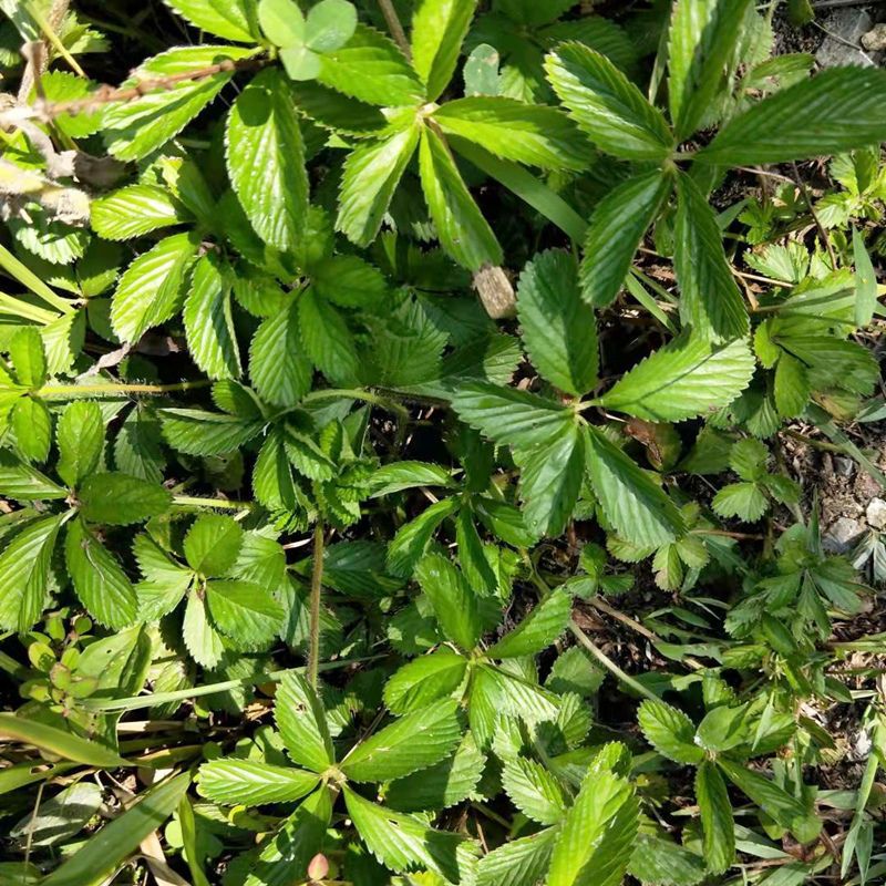 新鲜五叶莓五皮风五爪风五虎草五爪金龙五叶蛇莓紫背草蛇含草茏草
