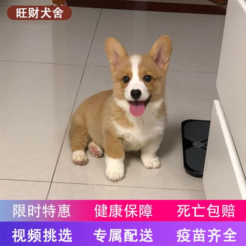 柯基犬短腿幼犬宠物犬 狗活体 幼犬小柯基纯种短腿大屁股小型犬