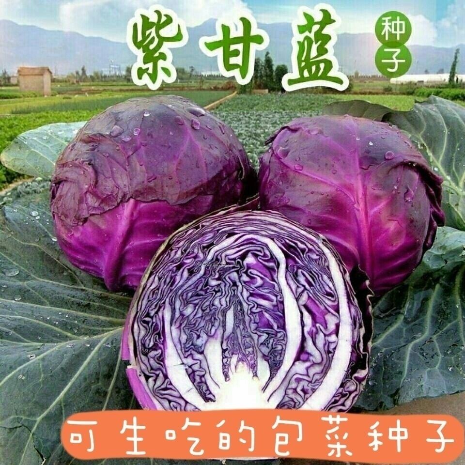 紫甘蓝包菜种子可生吃卷心菜籽农家庭院阳台易种抗病夏秋季蔬菜种