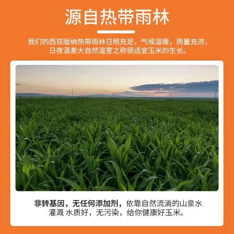 105878-云南版纳当季花糯玉米新鲜糯玉米真空包装即食减脂玉米整件批发【11月30日发完】-详情图