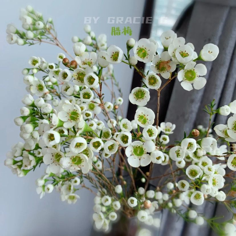 澳洲腊梅鲜花云南基地直发批发花束花瓶插花水养鲜花顺丰包邮