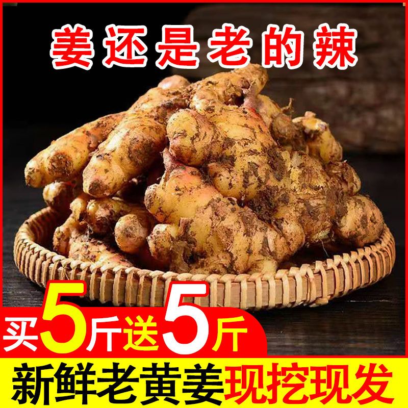 105947-【源头特价】生姜批发价5斤老姜新鲜姜山东大姜10斤优质老姜王2斤-详情图