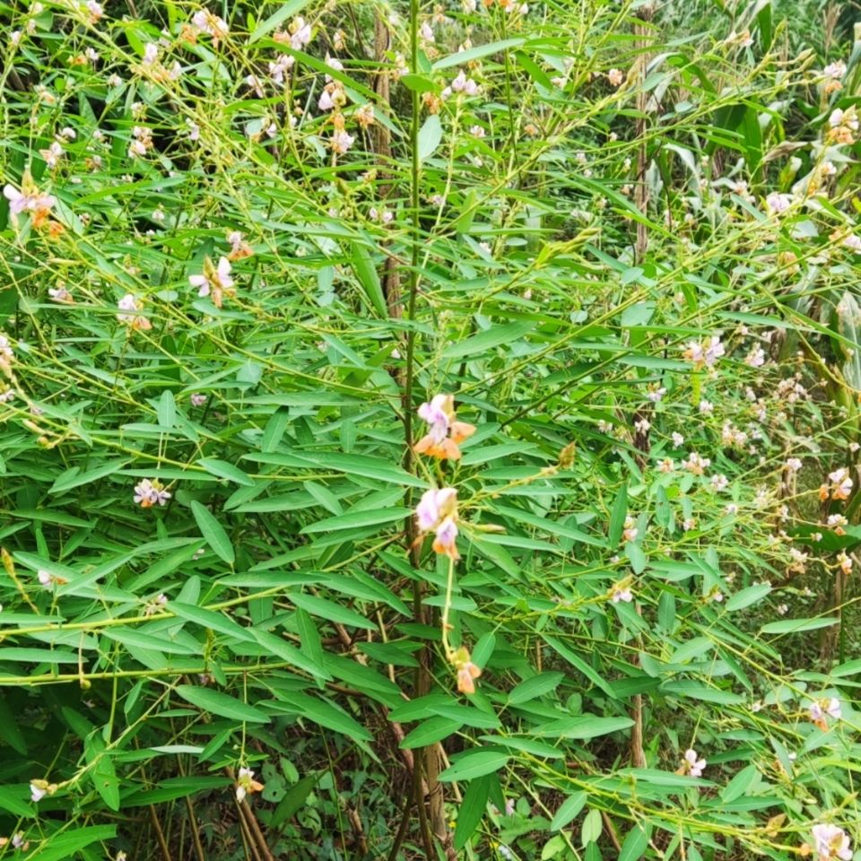 偏冷奇中药材舞草舞蹈草,定风草,无风独摇草,情人草,可定采种子