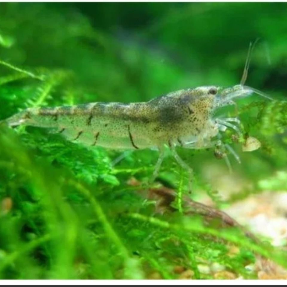 黑壳虾观赏虾宠物活体虾观赏虾饲料工具虾水族箱除藻虾