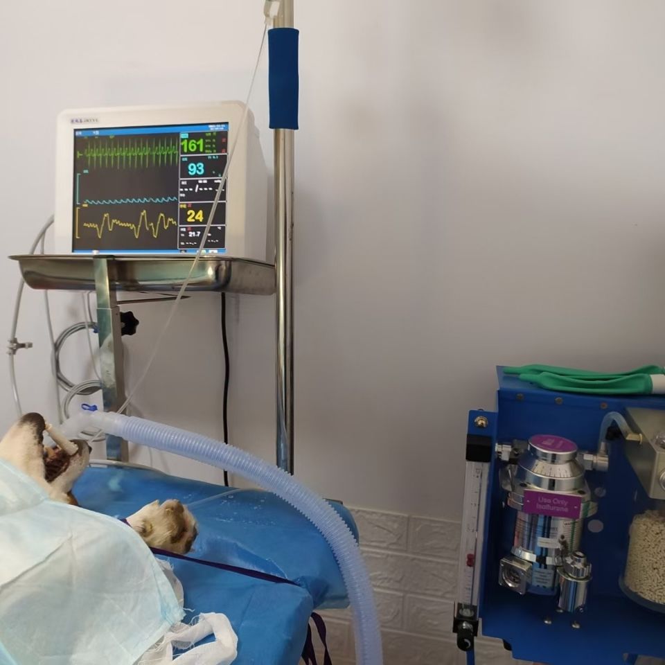 英国mss进口麻醉机动物麻醉机宠物麻醉机实验室呼吸麻醉机