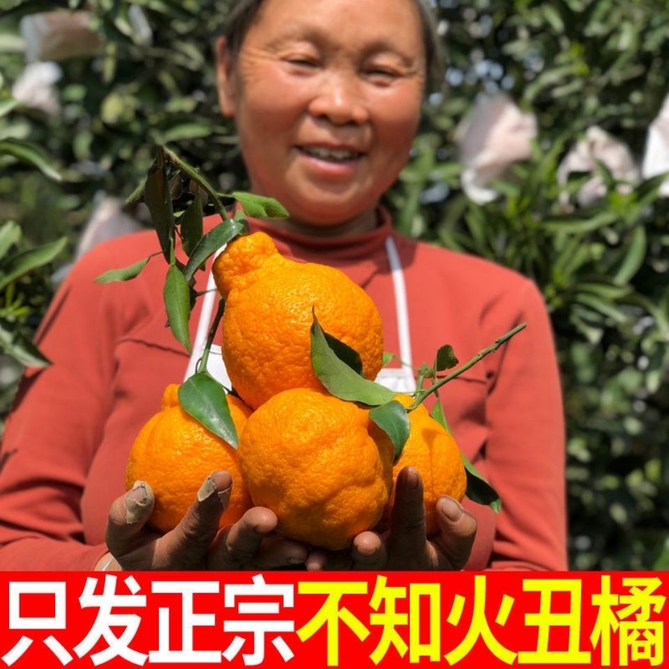 105776-现摘四川正宗不知火丑橘3/5/9斤丑八怪丑橘非耙耙柑蜜橘整箱包邮-详情图