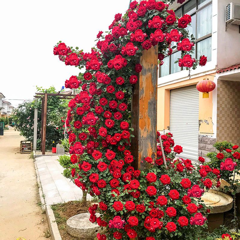 富豪园艺月季花苗特大苗爬藤四季开花藤本阳台庭院盆栽带花苞爬藤