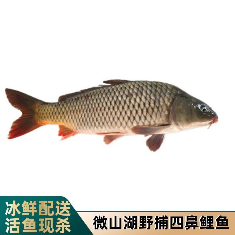 微山湖野生鲤鱼鲜活鲤鱼活体野生大鲤鱼新鲜水产淡水鱼现杀