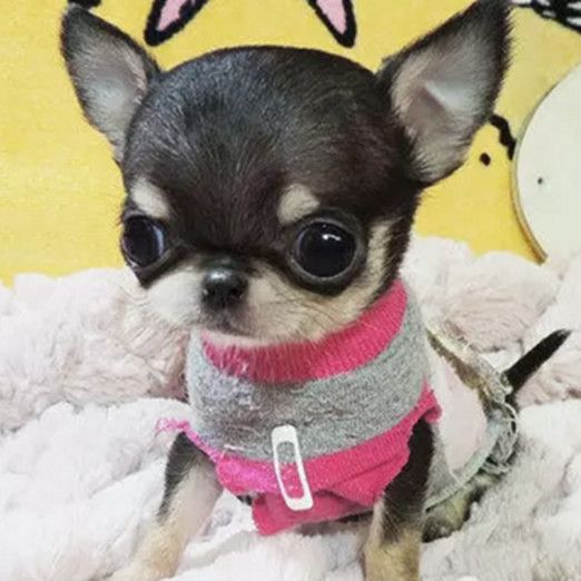 吉娃娃犬活体宠物狗狗可爱调皮铁包金黑白色小型犬吉娃娃狗玩伴犬【2