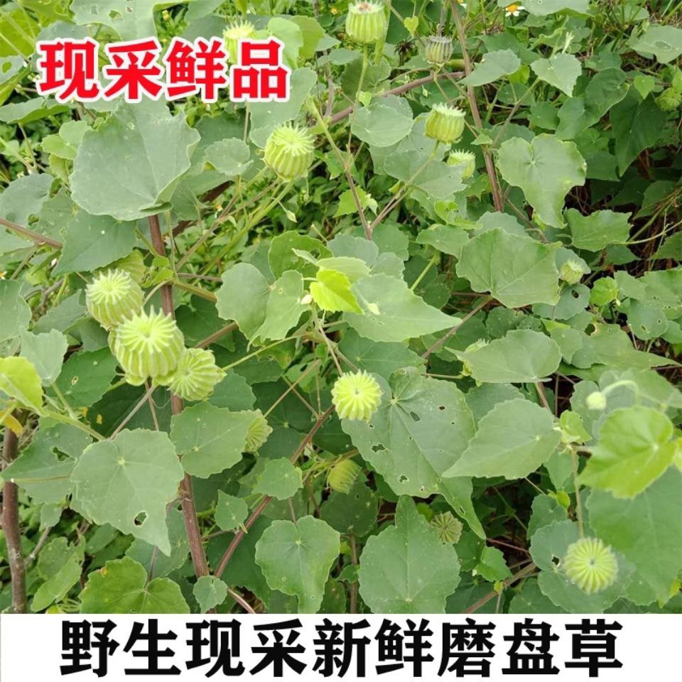 野生新鲜中草药磨盘根 耳响草根新鲜整株发货500g