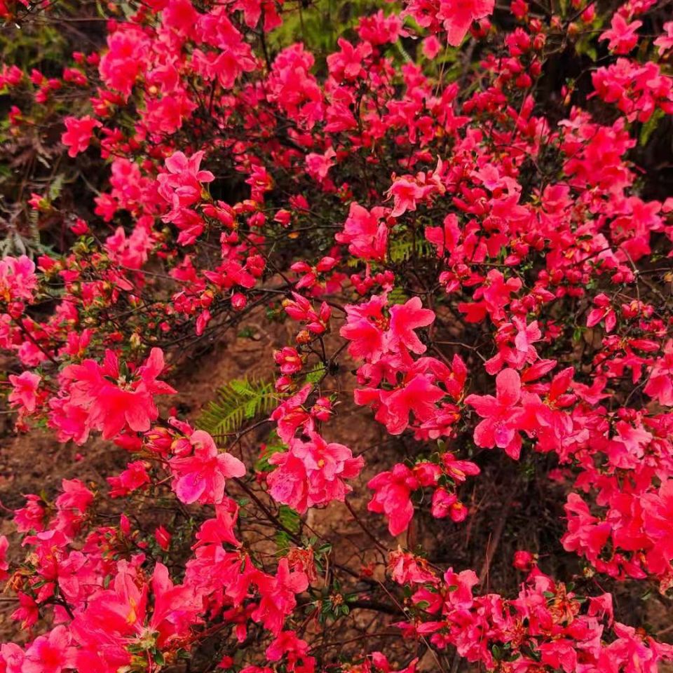 新年装饰野生映山红客厅春节国旗红盆景盆栽庭院绿植花卉