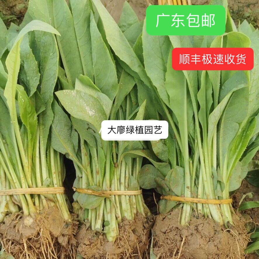 广东秧苗正宗高州甜麦菜苗带泥发货成活率高软口甘甜顺丰空运包邮