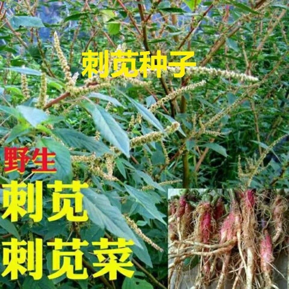 刺苋菜种子野苋菜猪母刺白刺苋红刺苋菜湿叶茎可做药材泡澡春季播