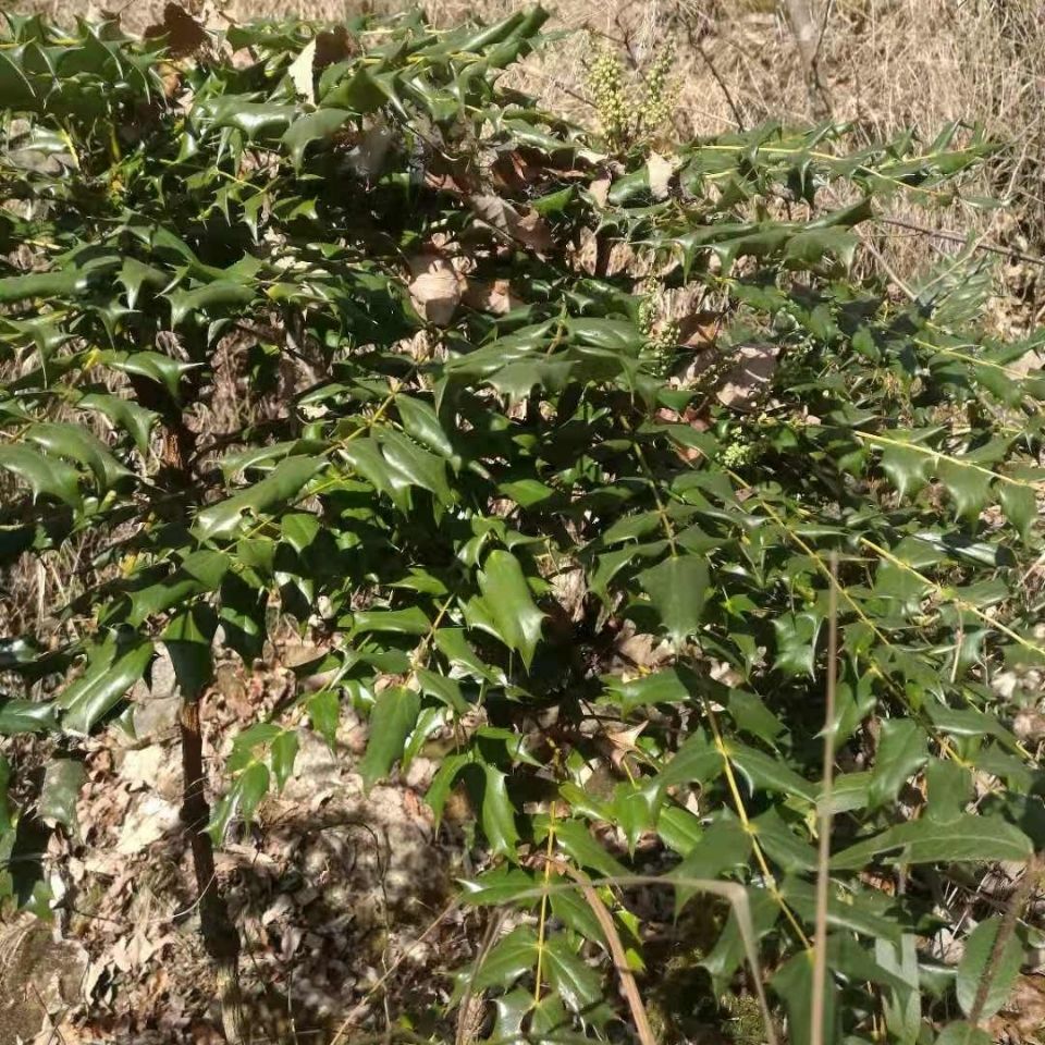 土黄连黄天竹十大功劳刺黄芩药材四季常绿植物