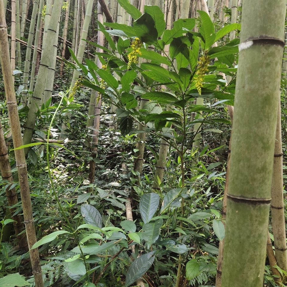 黄花倒水莲黄花参黄花金桂倒吊王纯野生广西鲜货干货