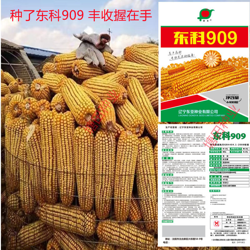 东科909高产玉米种子大全苞米种北方新品种矮杆抗倒抗虫杂交玉米