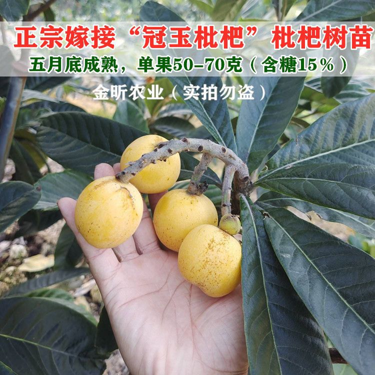 嫁接冠玉枇杷树苗南方北方庭院种特大枇杷树地栽盆栽当年结果树苗