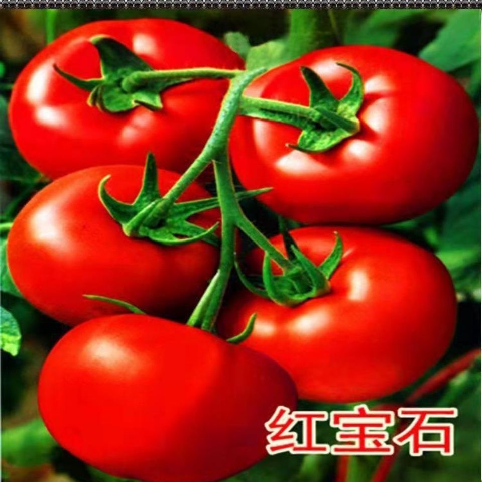 番茄种子西红柿红宝石果型好果实光滑亮丽硬度高春秋播种蔬菜种籽