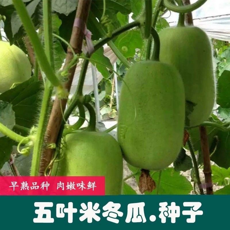 小冬瓜种子早熟五叶米冬瓜种子高产爬藤迷你小冬瓜种籽蔬菜种子籽
