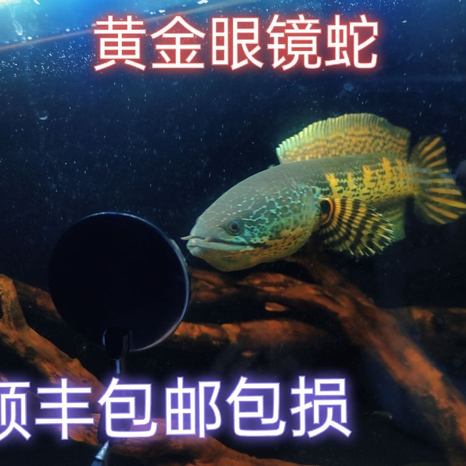 黄金眼镜蛇雷龙鱼七彩雷龙鱼阿萨姆奶茶大型凶猛观赏鱼好养耐活