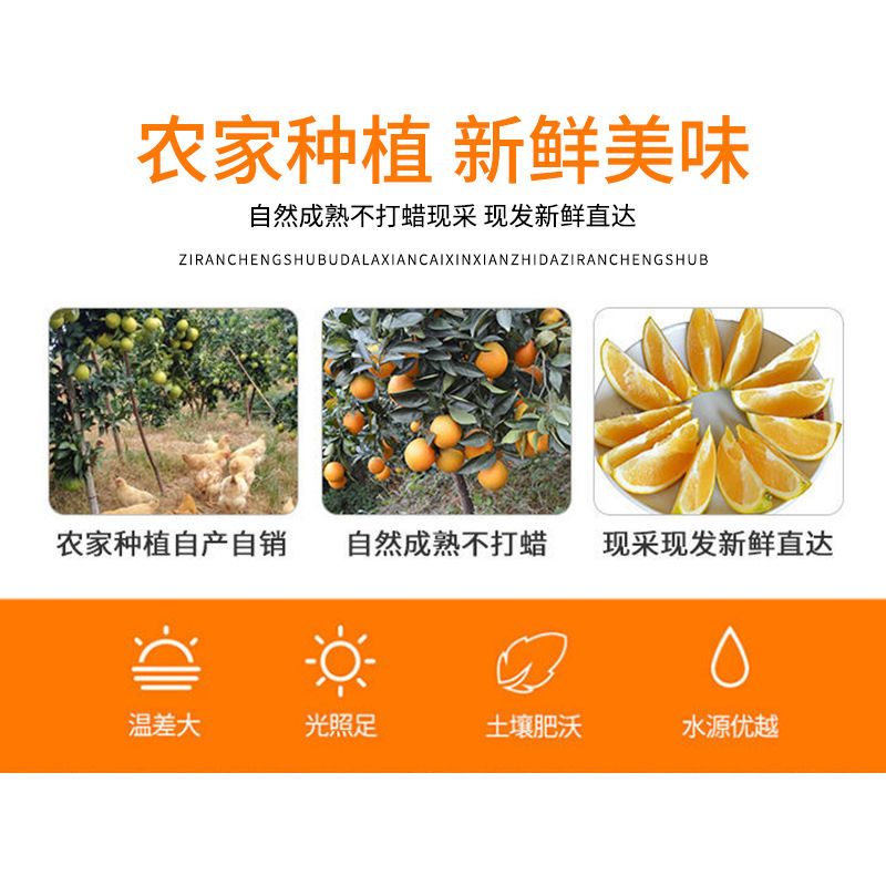 106003-正宗重庆奉节脐橙当季水果橙子薄皮纽荷尔伦晚新鲜水果批发包邮-详情图