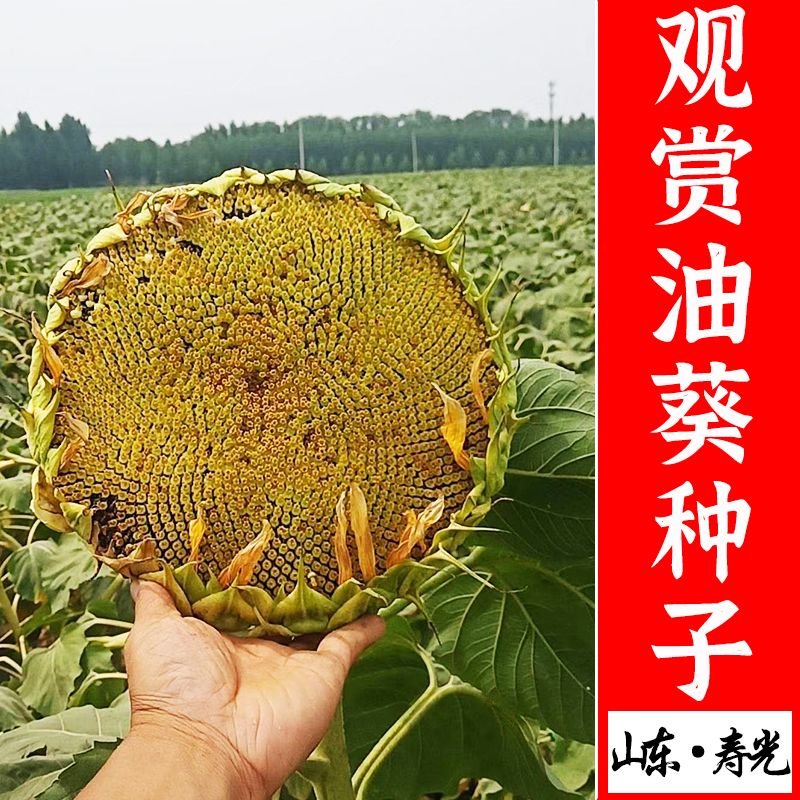 向日葵种子观赏食用花店切花种籽葵花籽油葵矮秆多头室内外盆栽孑