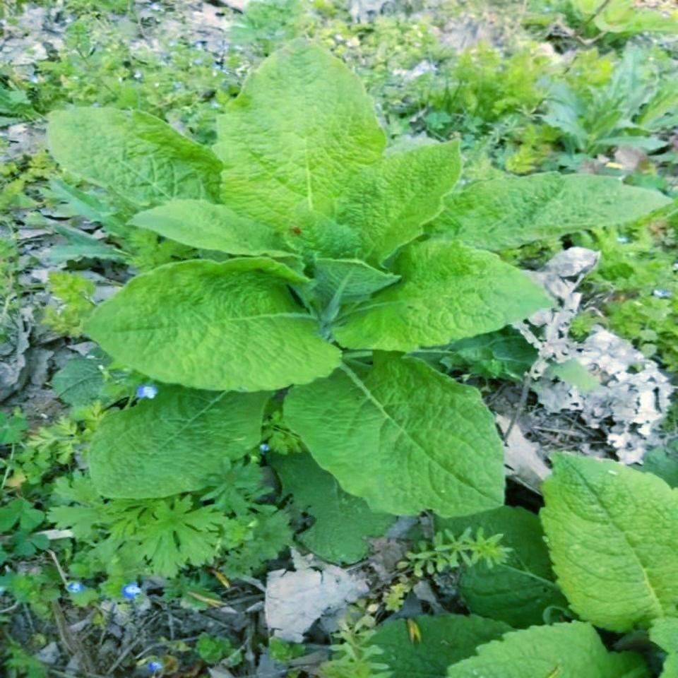 野生天名精种子中药材天明精草下血臭草 地菘 皱面草鹤虱草四季播