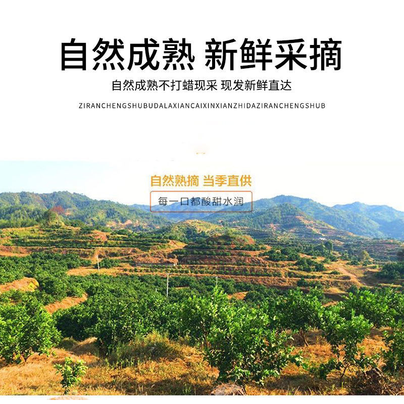 106003-正宗重庆奉节脐橙当季水果橙子薄皮纽荷尔伦晚新鲜水果批发包邮-详情图