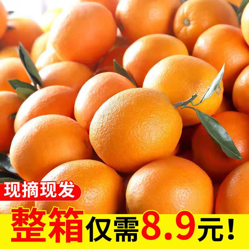 106003-正宗重庆奉节脐橙当季水果橙子薄皮纽荷尔伦晚新鲜水果批发包邮-详情图