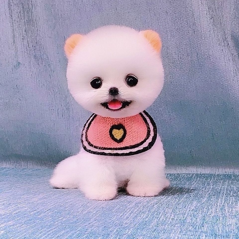 纯种茶杯犬博美俊杰俊介犬超小体型白色宠物狗狗活物活体幼崽幼犬【3