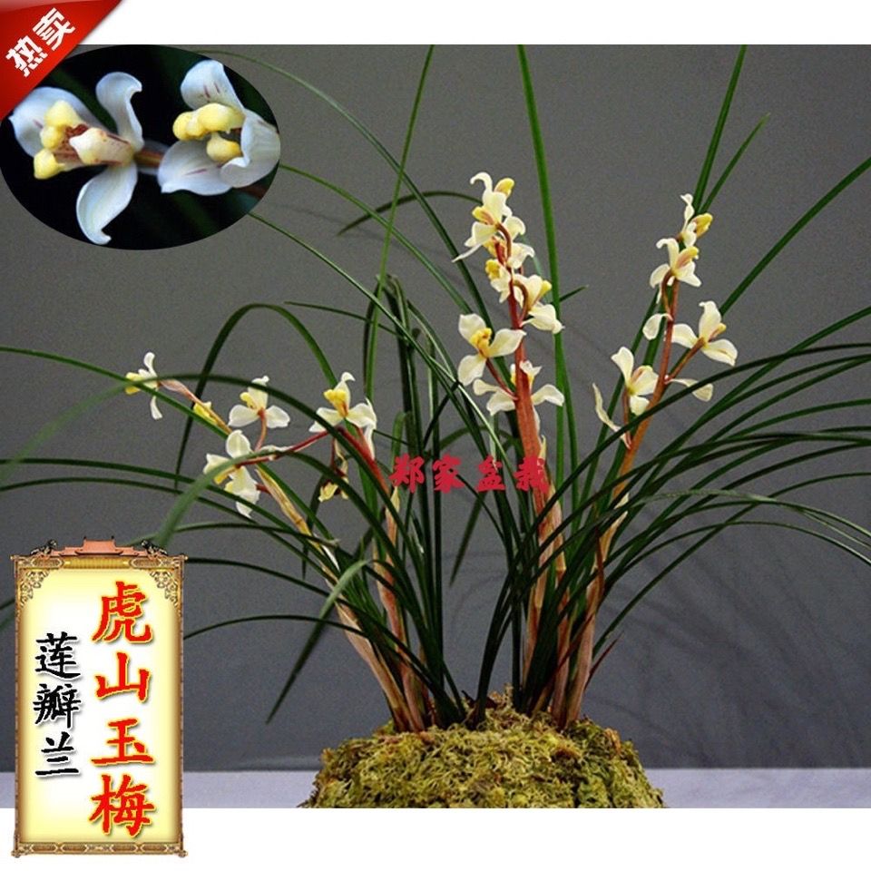 冬天带花苞 虎山玉梅 莲瓣兰 老种 浓香 兰花 盆栽 阳台 花卉绿植