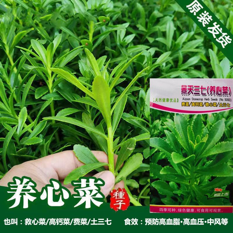 养心菜救心菜种子 四季食用兼观赏高钙菜费菜 景天土三七蔬菜种子