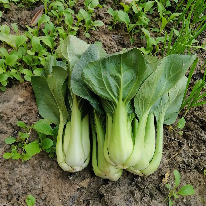 新鲜现摘大青菜长杆子菜乌菜白菜当季正宗露天新鲜菜青梗软糯霜冻