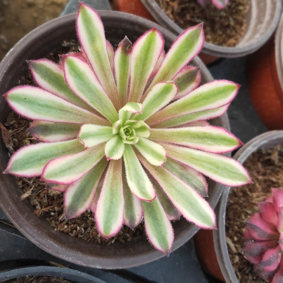 多肉植物法师仙墨单头,如图实物拍摄原土原盆发货