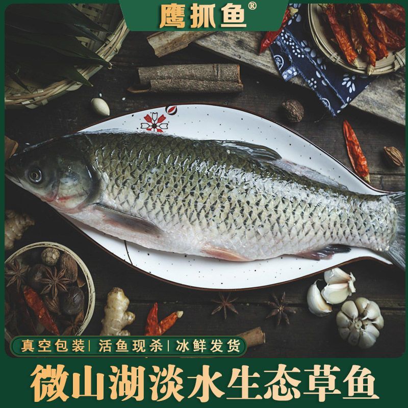 【鹰抓鱼】微山湖生态草鱼自然生长厚子鱼野生草鱼混子鱼现杀现发