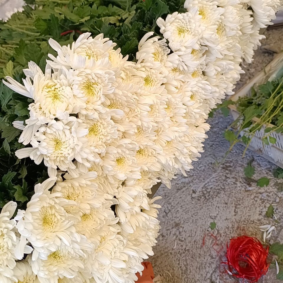 清明扫墓,缅怀先烈悼念英雄基地直发鲜切花菊花水养花
