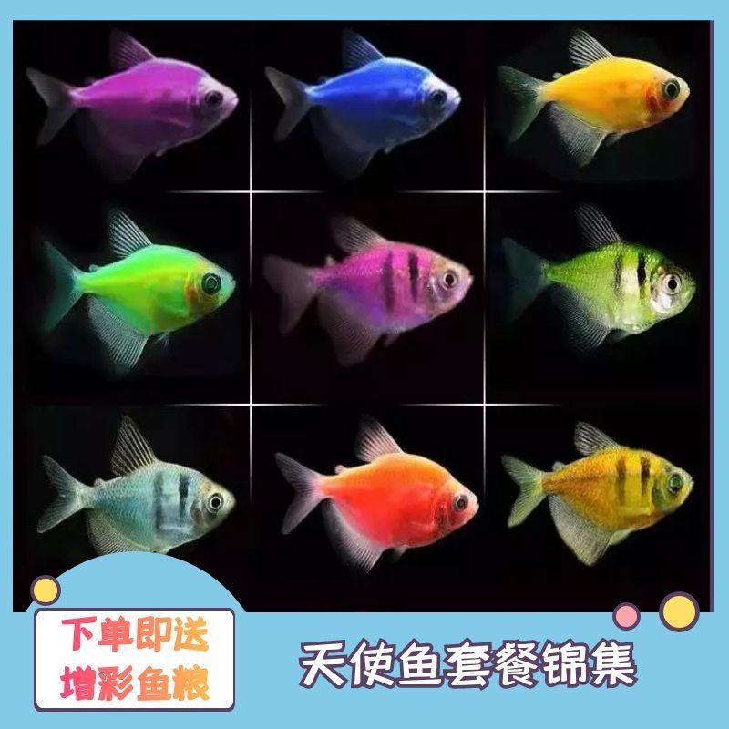 七彩鱼柠檬青苹果天使鱼柠檬绿老虎天使蓝天使小型热带观赏鱼包邮【3