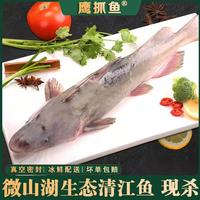 【鹰抓鱼】微山湖生态淡水清江鱼鮰鱼江团鱼开背烤鱼
