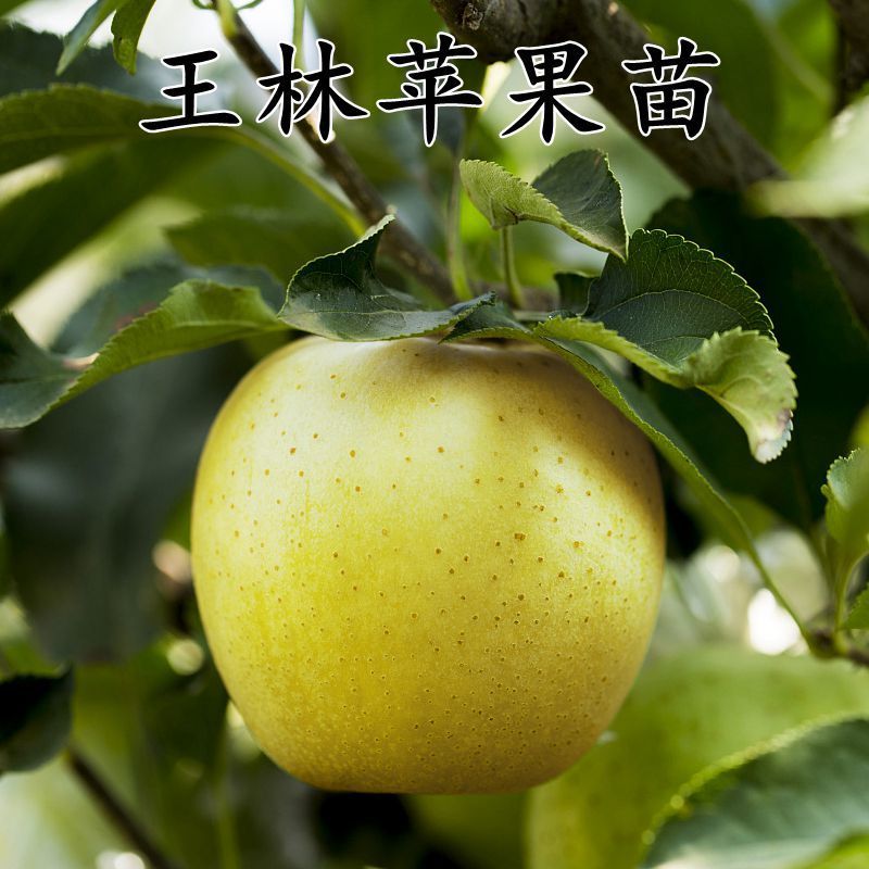 日本新品种王林苹果树苗 嫁接苹果苗庭院盆栽地栽南方北方种植树