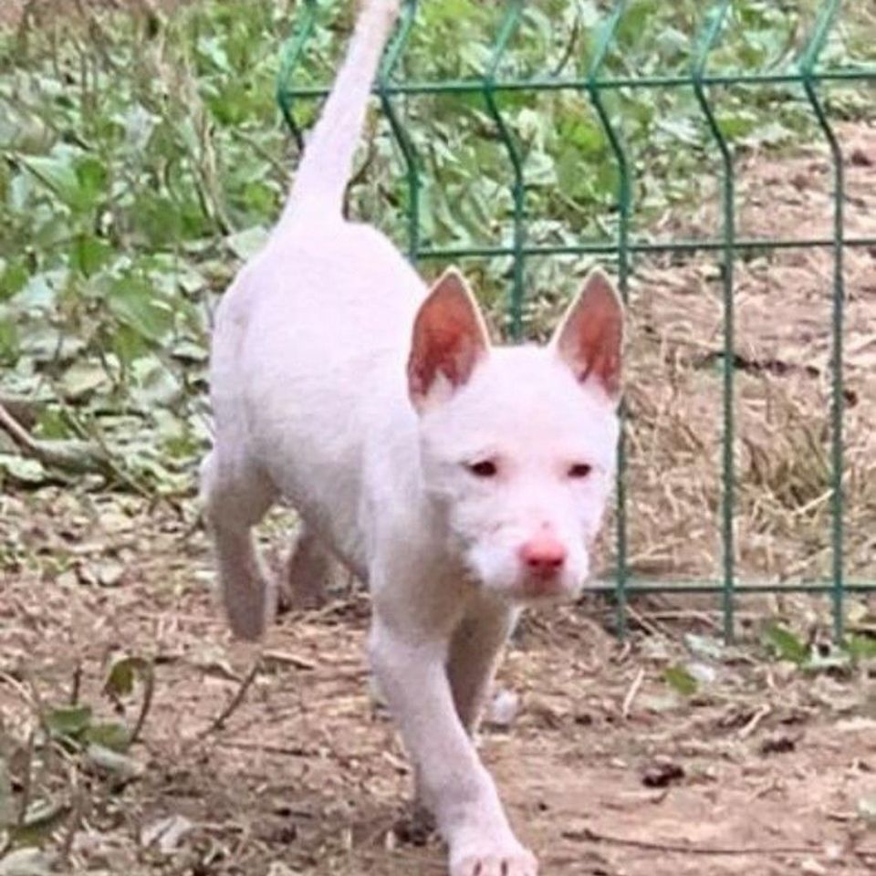 凯里下司犬纯种混血两个月幼崽活体出售上山大猎犬【3月14日发完】