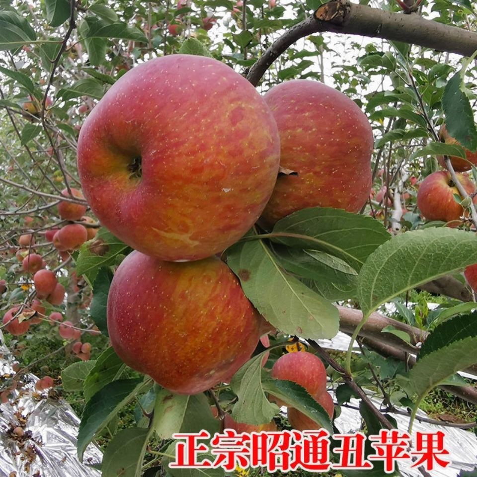 105953-云南正宗昭通丑苹果现摘冰糖心孕妇婴当季新鲜水果红富士批发脆甜-详情图