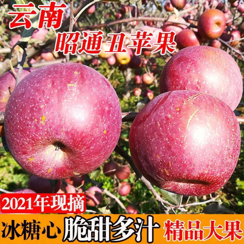 105953-云南正宗昭通丑苹果现摘冰糖心孕妇婴当季新鲜水果红富士批发脆甜-详情图