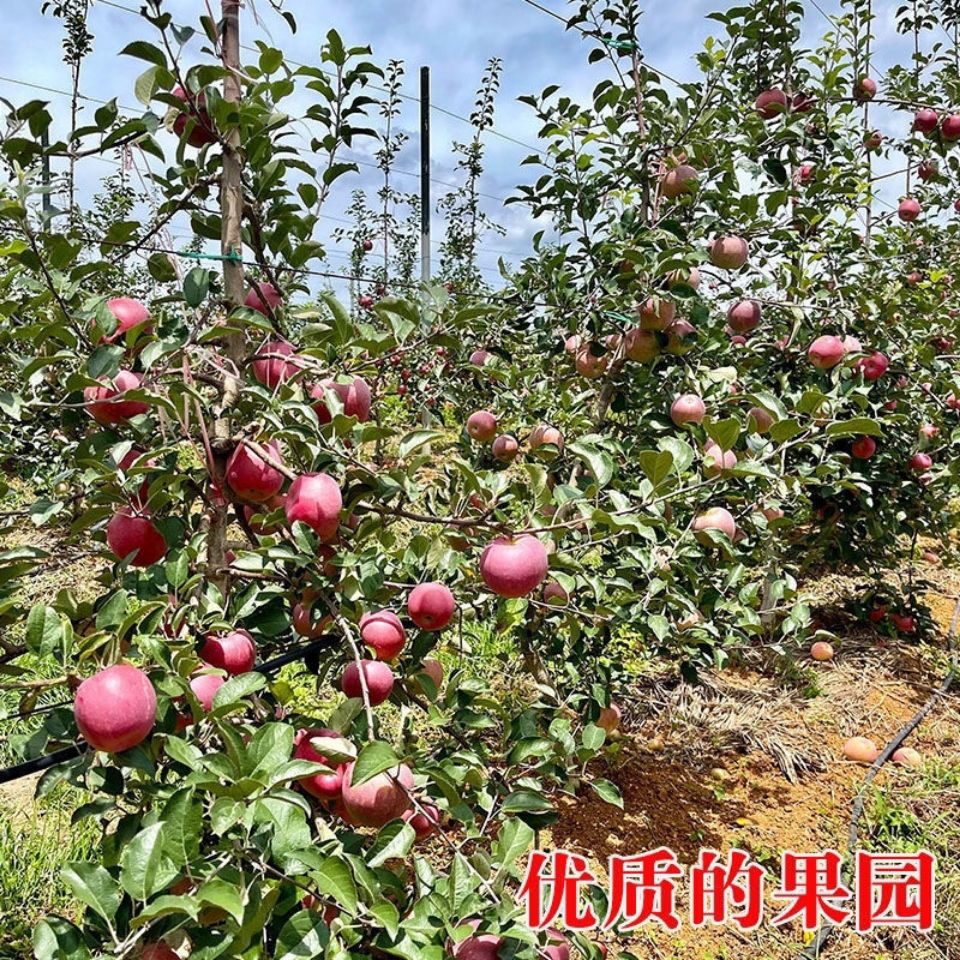 105953-云南正宗昭通丑苹果现摘冰糖心孕妇婴当季新鲜水果红富士批发脆甜-详情图