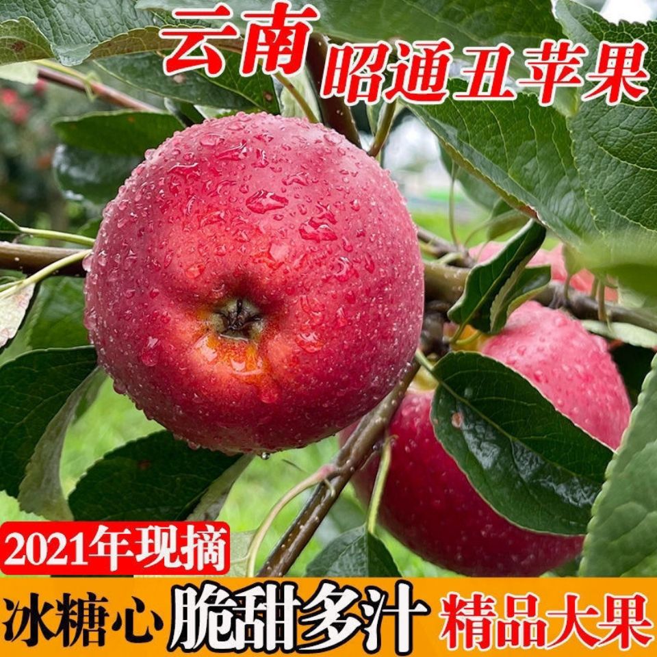 105953-云南正宗昭通丑苹果现摘冰糖心孕妇婴当季新鲜水果红富士批发脆甜-详情图